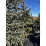 Ялиця одноколірна / Ялиця каліфорнійська 250-300 см